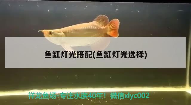 魚缸燈光搭配(魚缸燈光選擇) 銀古魚苗