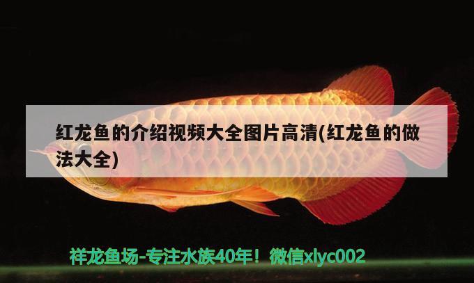 紅龍魚(yú)的介紹視頻大全圖片高清(紅龍魚(yú)的做法大全)