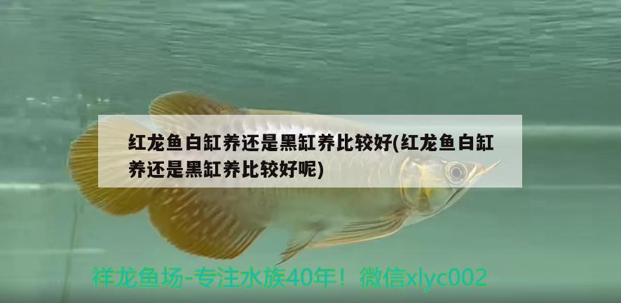 青龍魚(yú)跟金龍魚(yú)怎么區(qū)分圖片欣賞，青龍魚(yú)跟金龍?jiān)趺磪^(qū)分圖片欣賞 青龍魚(yú) 第3張