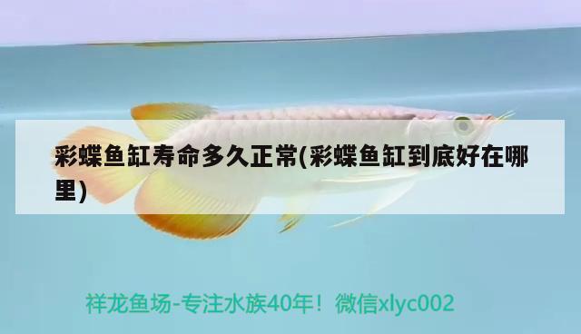 彩蝶魚缸壽命多久正常(彩蝶魚缸到底好在哪里)