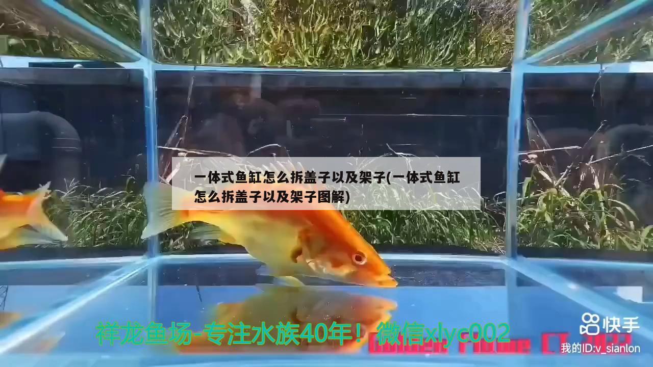 水族魚(yú)缸圖片大全圖集：水族魚(yú)缸圖片大全圖集視頻 一方水族