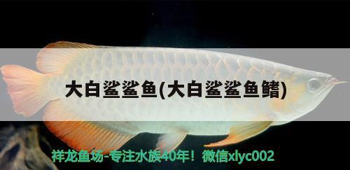 大白鯊鯊魚(大白鯊鯊魚鰭)