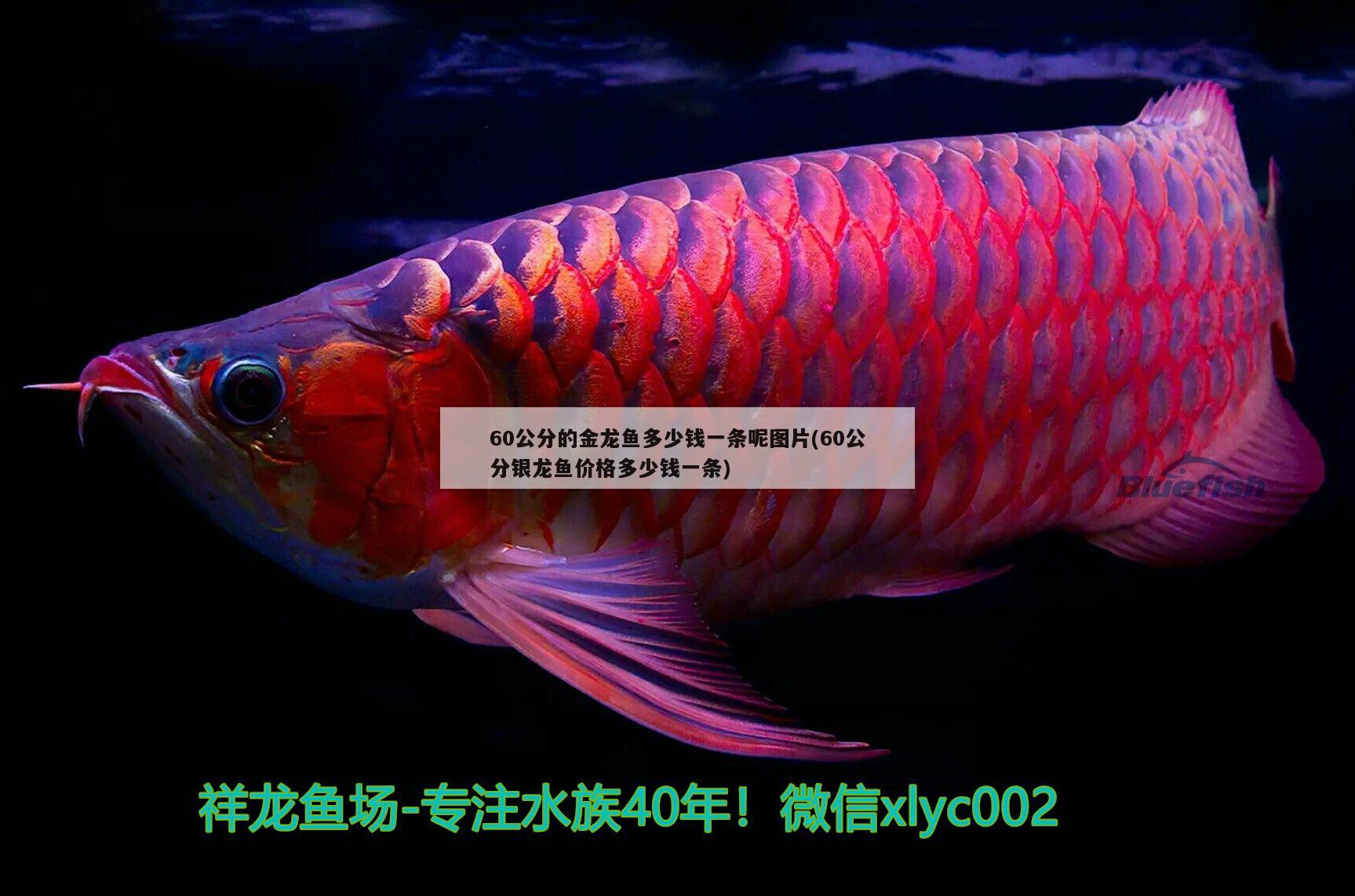 60公分的金龍魚多少錢一條呢圖片(60公分銀龍魚價格多少錢一條)