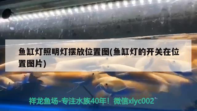 魚缸燈照明燈擺放位置圖(魚缸燈的開關(guān)在位置圖片) 觀賞魚批發(fā)