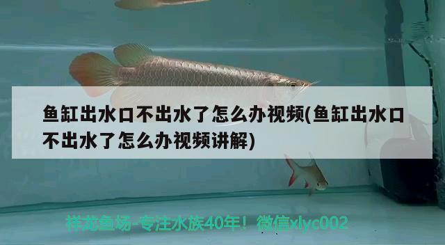 魚缸出水口不出水了怎么辦視頻(魚缸出水口不出水了怎么辦視頻講解) 觀賞魚