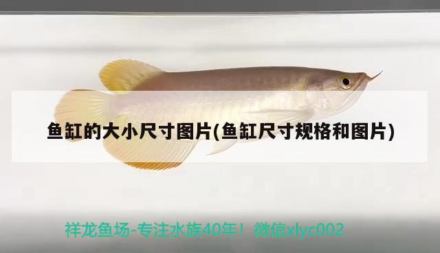 魚缸的大小尺寸圖片(魚缸尺寸規(guī)格和圖片) 白子黃化銀龍魚