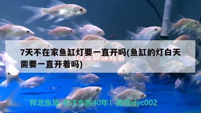 二手魚缸買回來怎樣處理（二手魚缸買回來怎樣處理好） 古典過背金龍魚 第1張