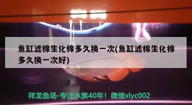 魚缸濾棉生化棉多久換一次(魚缸濾棉生化棉多久換一次好)