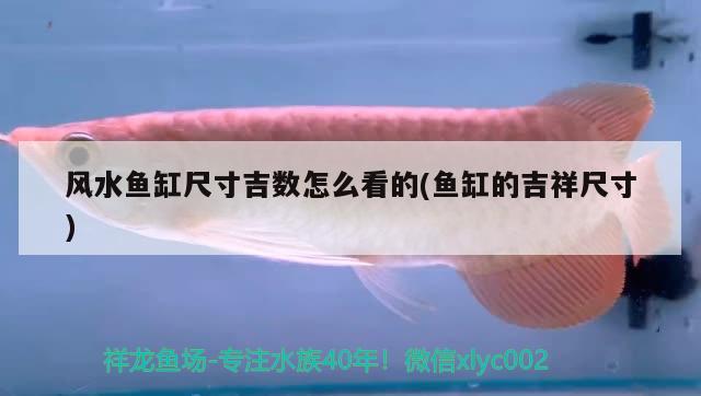 風水魚缸尺寸吉數(shù)怎么看的(魚缸的吉祥尺寸)