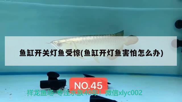 魚缸開關(guān)燈魚受驚(魚缸開燈魚害怕怎么辦)