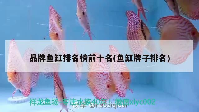 欽州觀賞魚(yú)市場(chǎng)七彩神仙魚(yú)如何飼養(yǎng)？ 觀賞魚(yú)市場(chǎng)（混養(yǎng)魚(yú)）