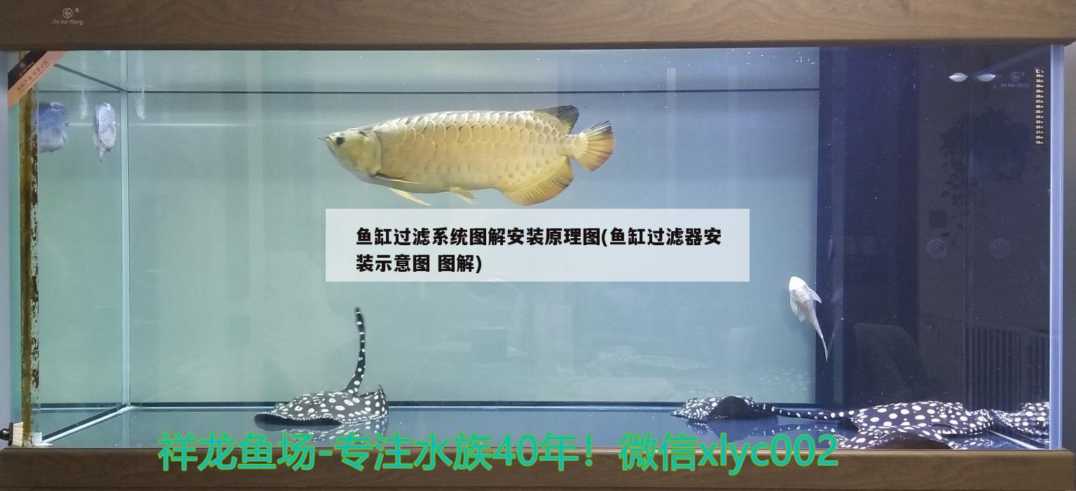 魚缸過濾系統(tǒng)圖解安裝原理圖(魚缸過濾器安裝示意圖圖解) 南美異型魚