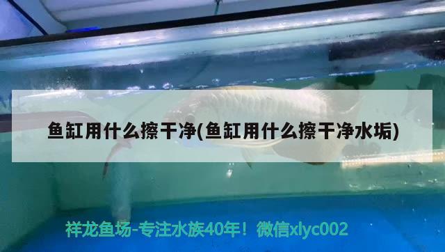 魚缸用什么擦干凈(魚缸用什么擦干凈水垢) 皇冠黑白魟魚