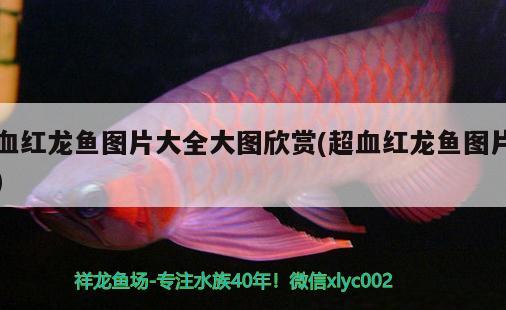 血紅龍魚圖片大全大圖欣賞(超血紅龍魚圖片) 超血紅龍魚