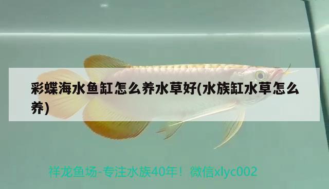 彩蝶海水魚缸怎么養(yǎng)水草好(水族缸水草怎么養(yǎng)) 海水魚