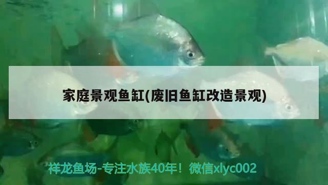 五條龍魚混養(yǎng)怎么樣?。何鍡l龍魚混養(yǎng)怎么樣啊圖片