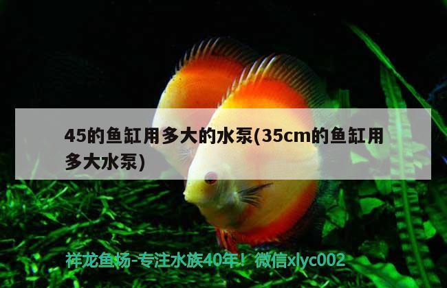 45的魚(yú)缸用多大的水泵(35cm的魚(yú)缸用多大水泵) 星點(diǎn)金龍魚(yú)