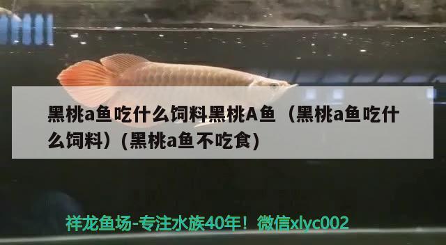 金龍魚專用飼料配方大全（金龍魚專用飼料配方大全圖） 觀賞魚飼料 第1張