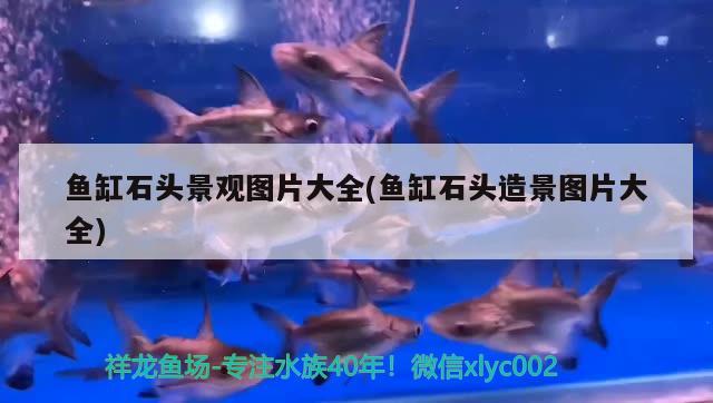 魚缸石頭景觀圖片大全(魚缸石頭造景圖片大全)