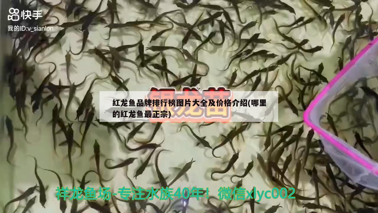 紅龍魚品牌排行榜圖片大全及價(jià)格介紹(哪里的紅龍魚最正宗) 高背金龍魚