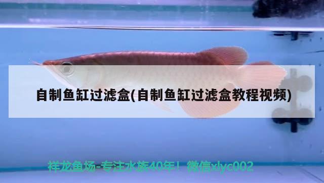 自制魚缸過濾盒(自制魚缸過濾盒教程視頻) 元寶鳳凰魚專用魚糧