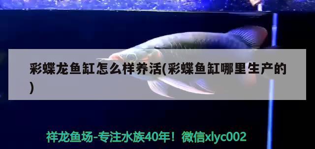 什么龜能和龍魚混養(yǎng)：什么龜能和龍魚一起養(yǎng)