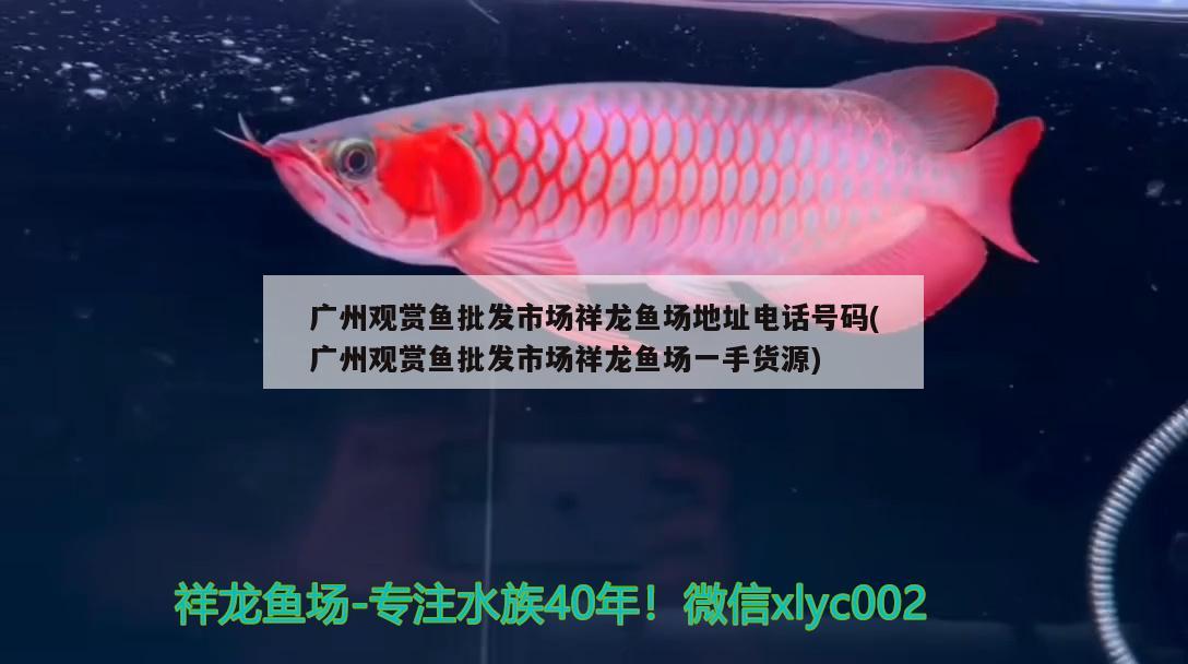 德國(guó)德克魚(yú)缸安裝視頻（實(shí)木歐式魚(yú)缸價(jià)格貴嗎） 泰國(guó)虎魚(yú)（泰虎） 第1張