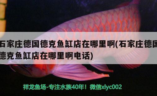 冬天紅龍魚水溫多少合適養(yǎng) 冬天紅龍魚水溫多少合適養(yǎng)活 可麗愛魚缸