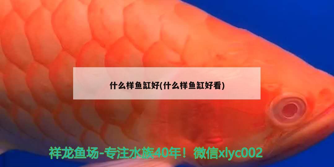 什么樣魚缸好(什么樣魚缸好看) 魚糧魚藥