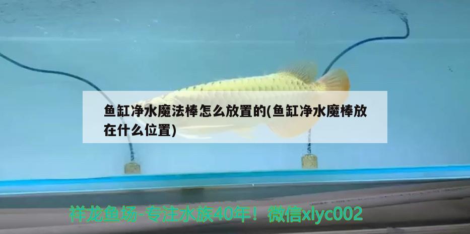 魚缸凈水魔法棒怎么放置的(魚缸凈水魔棒放在什么位置)