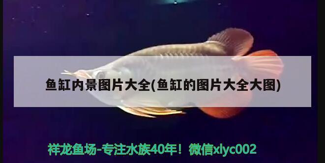 魚缸換氣怎么做的 魚缸換氣怎么做的視頻 養(yǎng)魚的好處 第2張