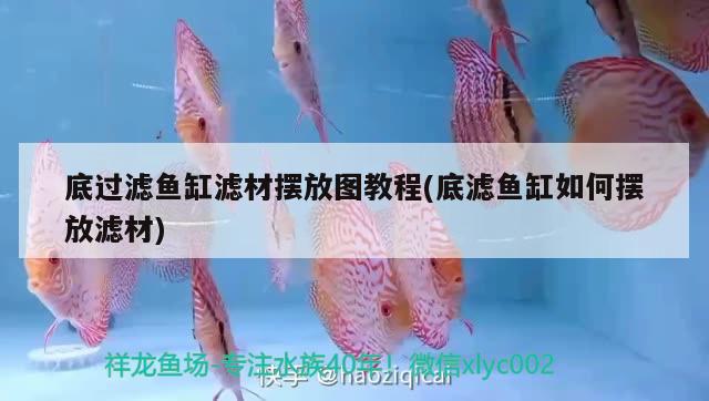 底過(guò)濾魚缸濾材擺放圖教程(底濾魚缸如何擺放濾材)