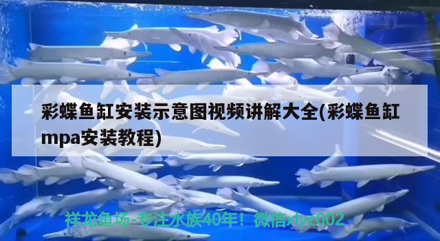 泰國虎魚的學(xué)名叫什么，泰國虎魚和印尼虎魚的區(qū)別 虎魚百科 第1張