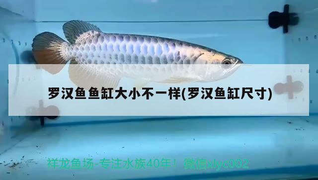 羅漢魚魚缸大小不一樣(羅漢魚缸尺寸) 羅漢魚