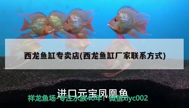 西龍魚缸專賣店(西龍魚缸廠家聯(lián)系方式) 南美異型魚