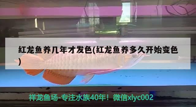 紅龍魚養(yǎng)幾年才發(fā)色(紅龍魚養(yǎng)多久開始變色) 一眉道人魚苗 第2張