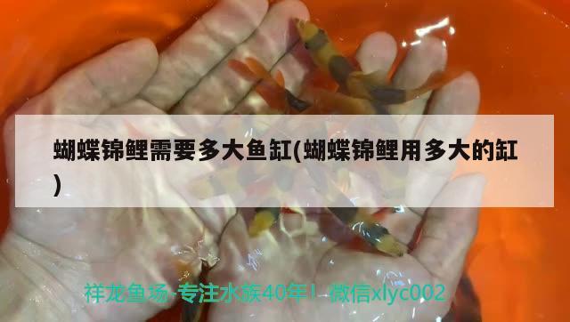 蝴蝶錦鯉需要多大魚缸(蝴蝶錦鯉用多大的缸) 蝴蝶鯉