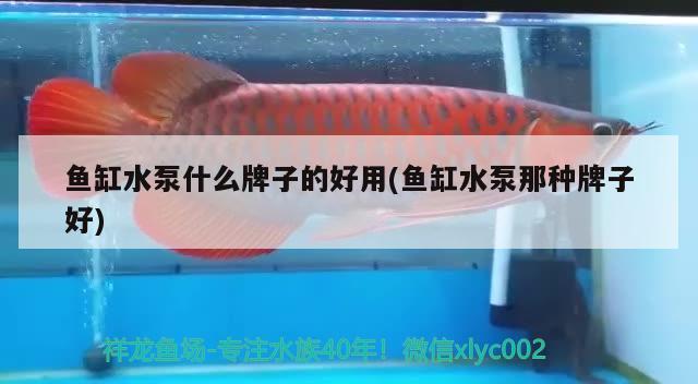 魚(yú)缸水泵什么牌子的好用(魚(yú)缸水泵那種牌子好) 魚(yú)缸水泵