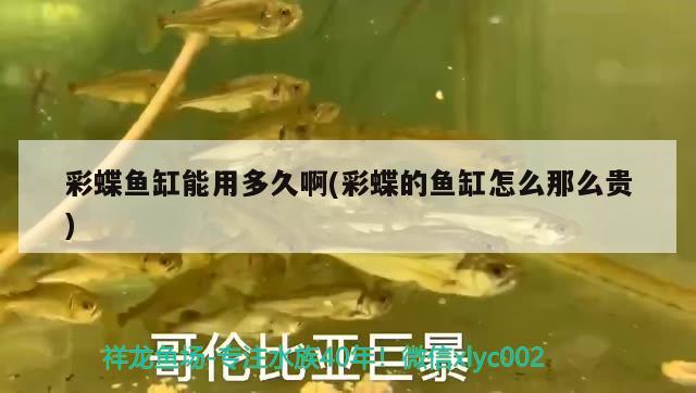 彩蝶魚缸能用多久啊(彩蝶的魚缸怎么那么貴) 吉羅魚批發(fā)