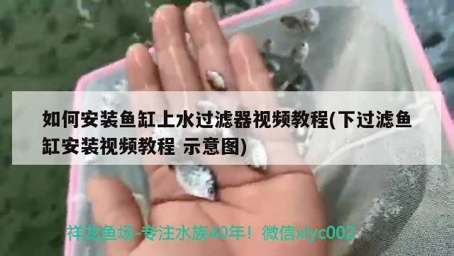 如何安裝魚缸上水過濾器視頻教程(下過濾魚缸安裝視頻教程示意圖) 黃金達(dá)摩魚