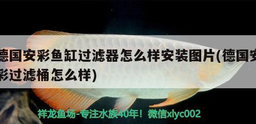 紅龍魚什么溫度最適合發(fā)色好看(紅龍魚最佳發(fā)色溫度)