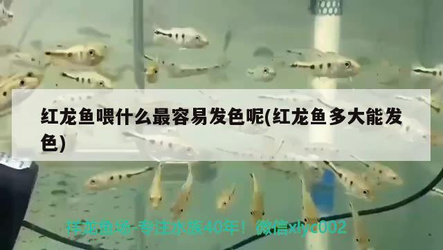 德州二手魚缸轉(zhuǎn)讓信息大全圖片 德州哪里有賣二手魚缸的