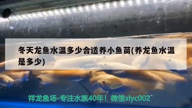 冬天龍魚(yú)水溫多少合適養(yǎng)小魚(yú)苗(養(yǎng)龍魚(yú)水溫是多少)