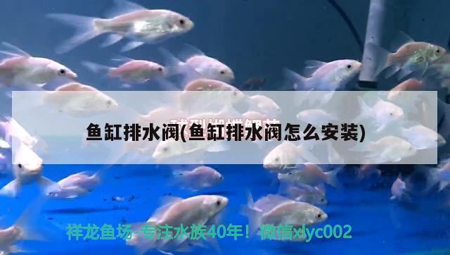 魚缸排水閥(魚缸排水閥怎么安裝)