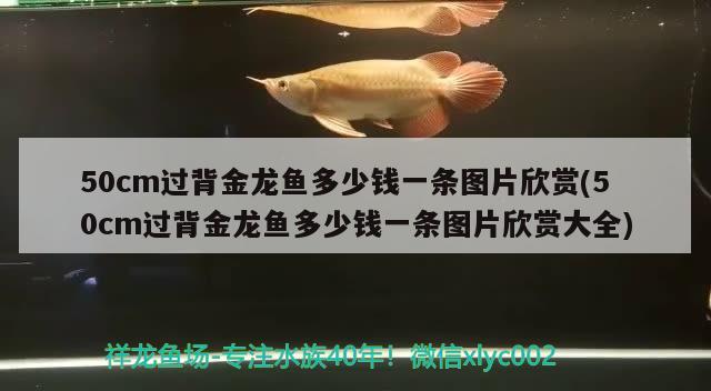 50cm過背金龍魚多少錢一條圖片欣賞(50cm過背金龍魚多少錢一條圖片欣賞大全)