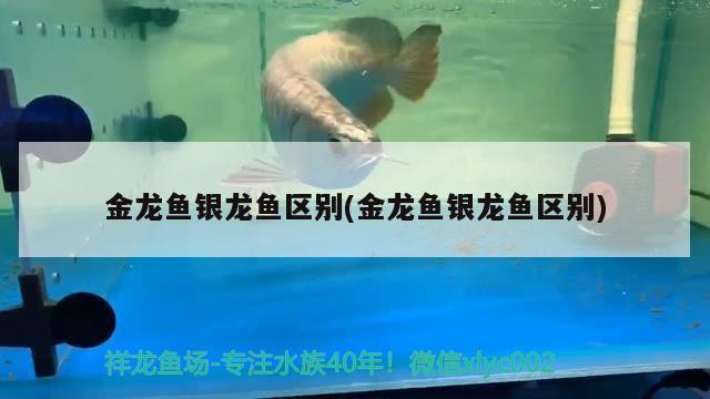 金龍魚銀龍魚區(qū)別(金龍魚銀龍魚區(qū)別)