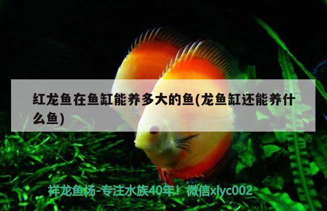 紅龍魚在魚缸能養(yǎng)多大的魚(龍魚缸還能養(yǎng)什么魚)