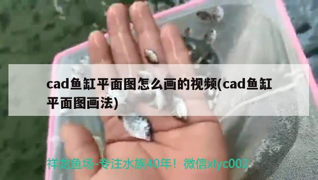 cad魚缸平面圖怎么畫的視頻(cad魚缸平面圖畫法) 白子銀版魚苗