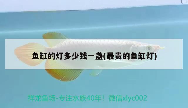 工業(yè)型材魚缸底柜圖片（40型材做魚缸底柜） 粗線銀版魚苗 第1張