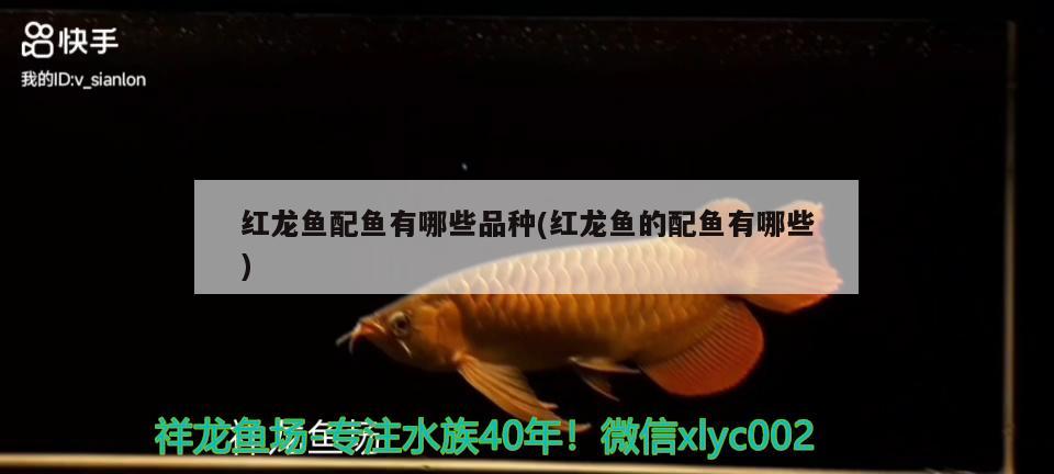 紅龍魚(yú)配魚(yú)有哪些品種(紅龍魚(yú)的配魚(yú)有哪些) 南美異型魚(yú)